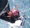 Steatoda grossa